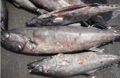 Oilfish / Ruvettus pretiosus For Sale - Paradise Sea Food
