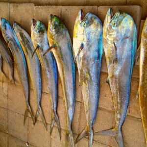 Mahi Fish