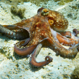 Octopus