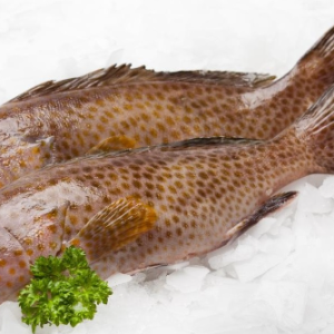 Grouper Fish