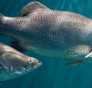 Barramundi Fish